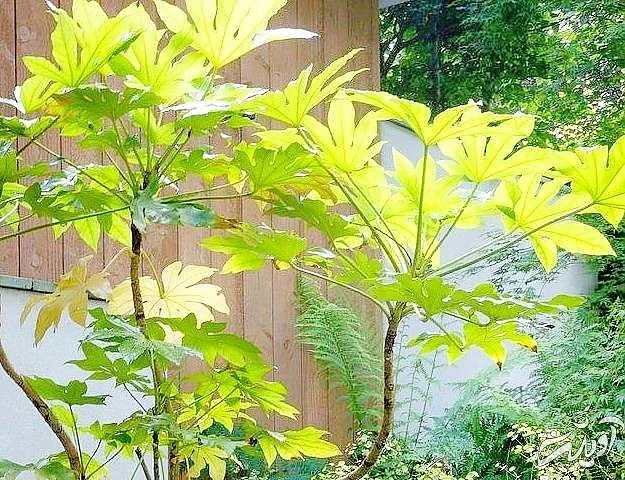 گیاه آرالیا